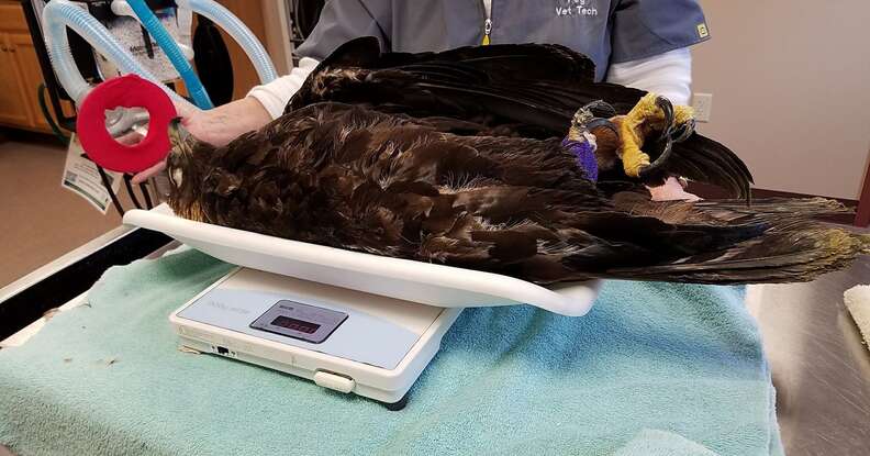 Golden eagle admitted into wildlife rehabilitation center