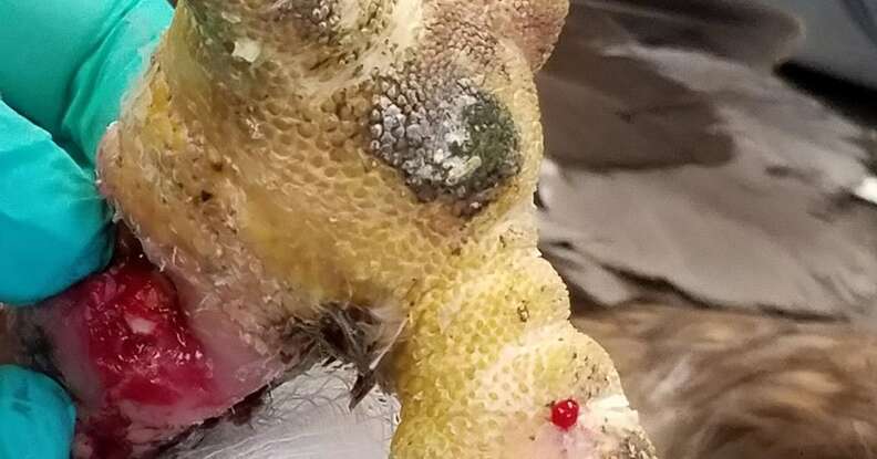 Wound on golden eagle's leg from leghold trap