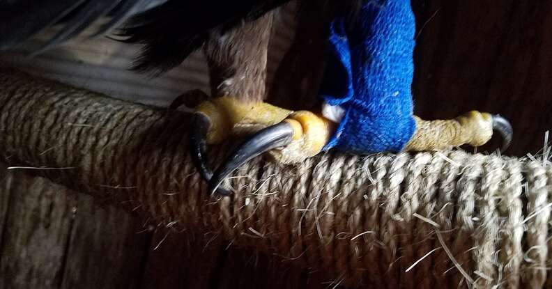 Bandage on golden eagle's leg after it was caught in leghold trap