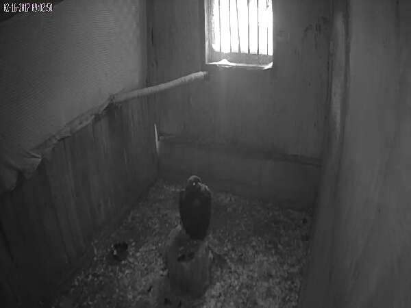 Golden eagle recovering at rehabilitation center