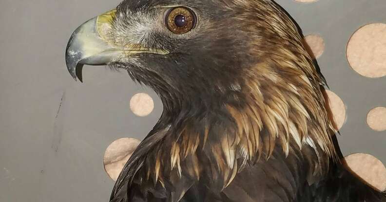 Golden eagle rescued from trap at rehabilitation center