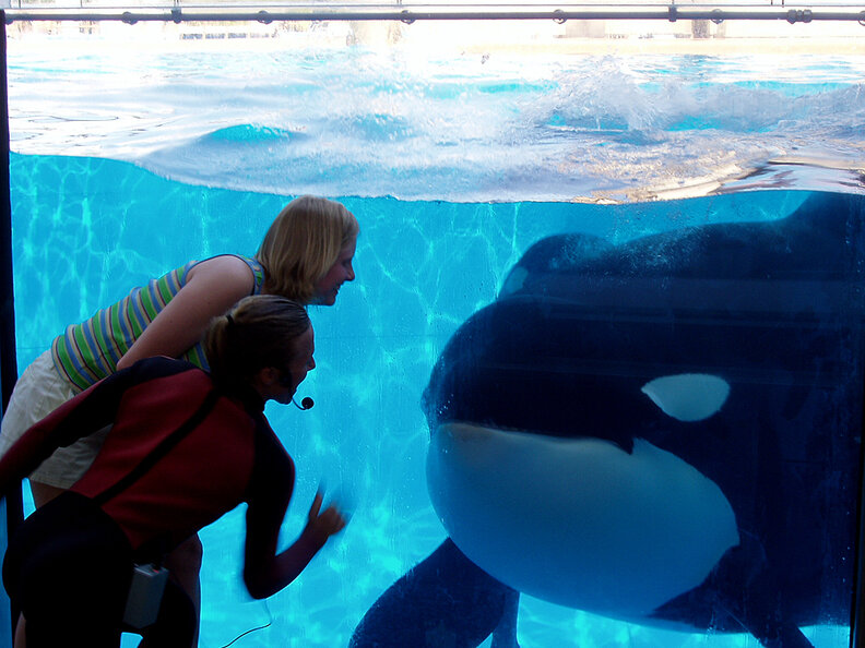 What's Next For The World's Captive Orcas - The Dodo