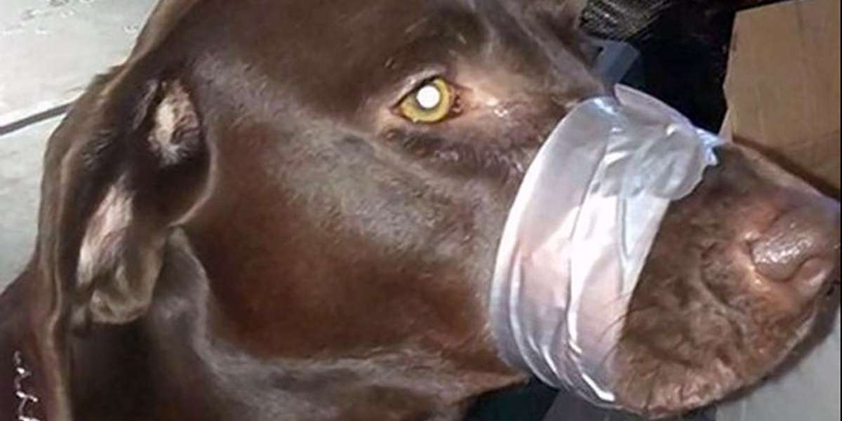 FBI To Finally Track Animal Abuse Like The Violent Crime It Is - The Dodo