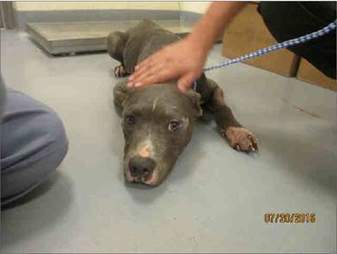 rescued pit bulls can t stop kissing