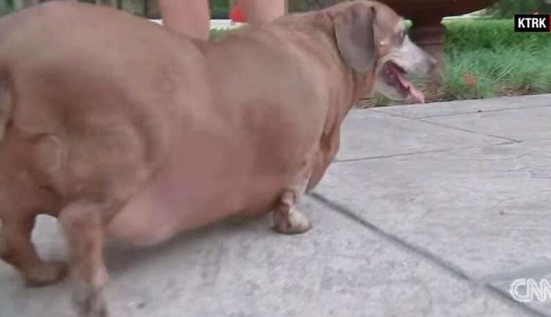 worlds fattest wiener dog