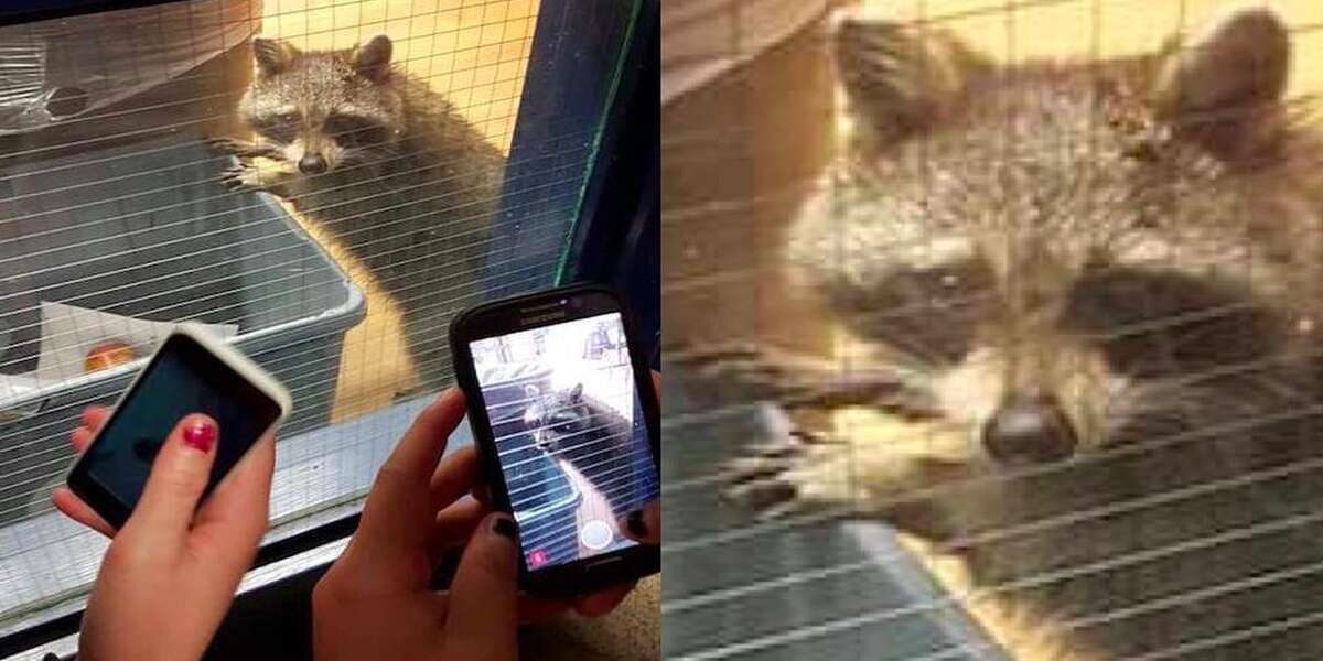 Raccoon Caught Red-Handed Doing Weird Sh*t At A High School - The Dodo