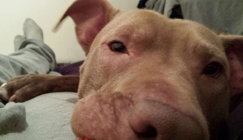 Pit Bull Who Was Set On Fire Proves Love Conquers All - The Dodo