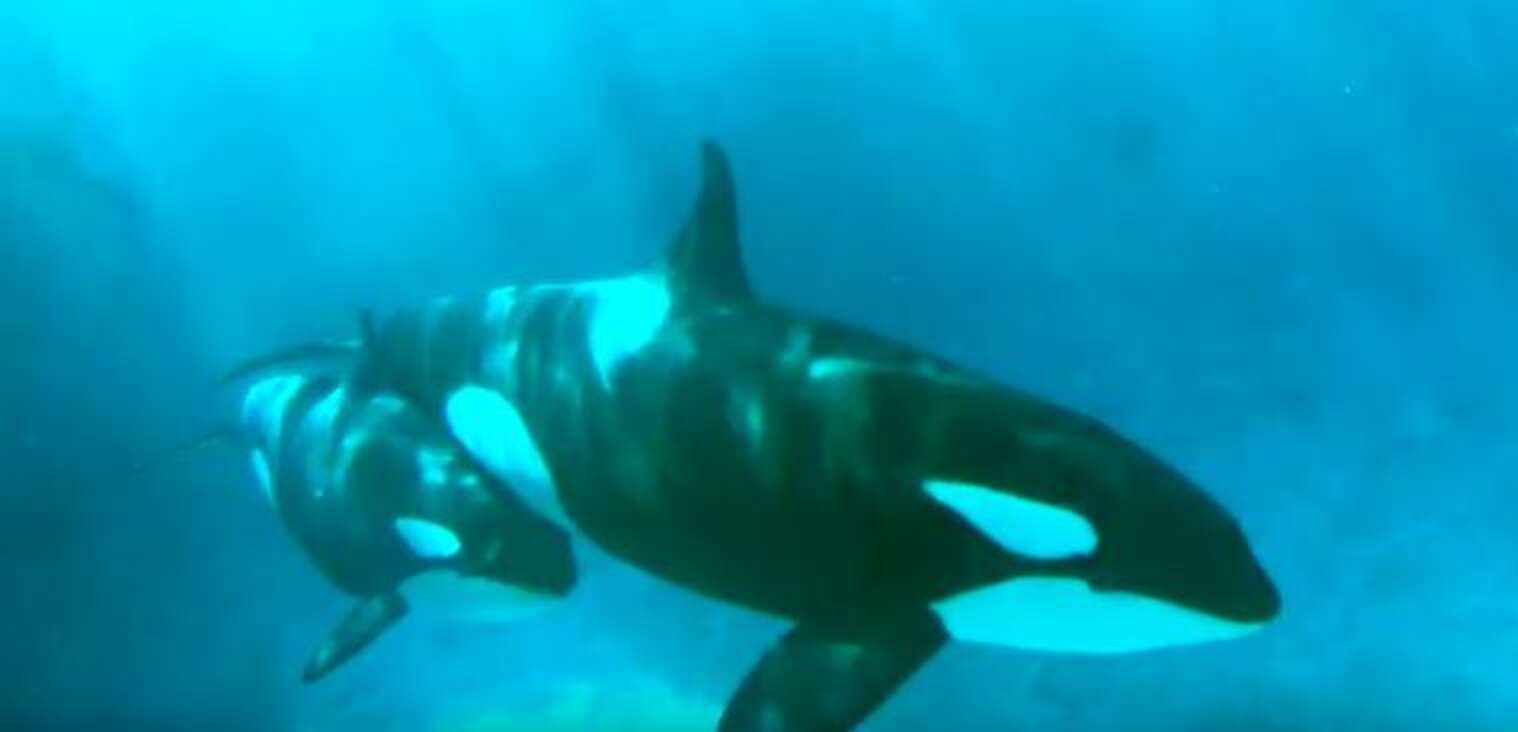 SeaWorld Gets Super Defensive Over 'Depressed' Mother Orca Footage ...