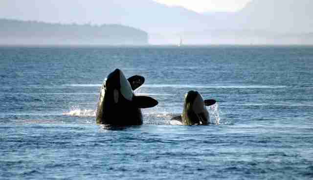SeaWorld Gets Super Defensive Over 'Depressed' Mother Orca Footage ...
