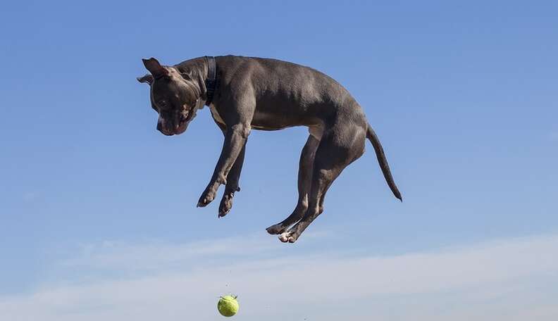 what is the highest a dog can jump