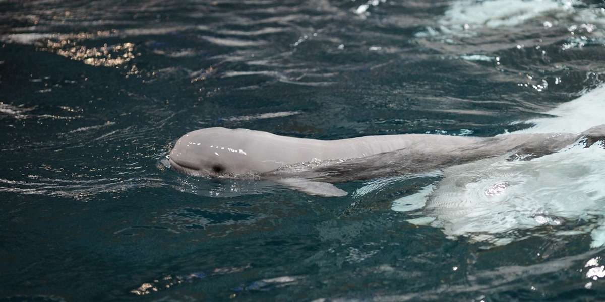 Baby Beluga Whale Born In Captivity Appears To Have Lost The Will To