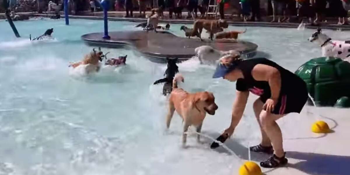 Splash-Filled Puppy Pool Party Raises Money For Local Dog Park - The Dodo
