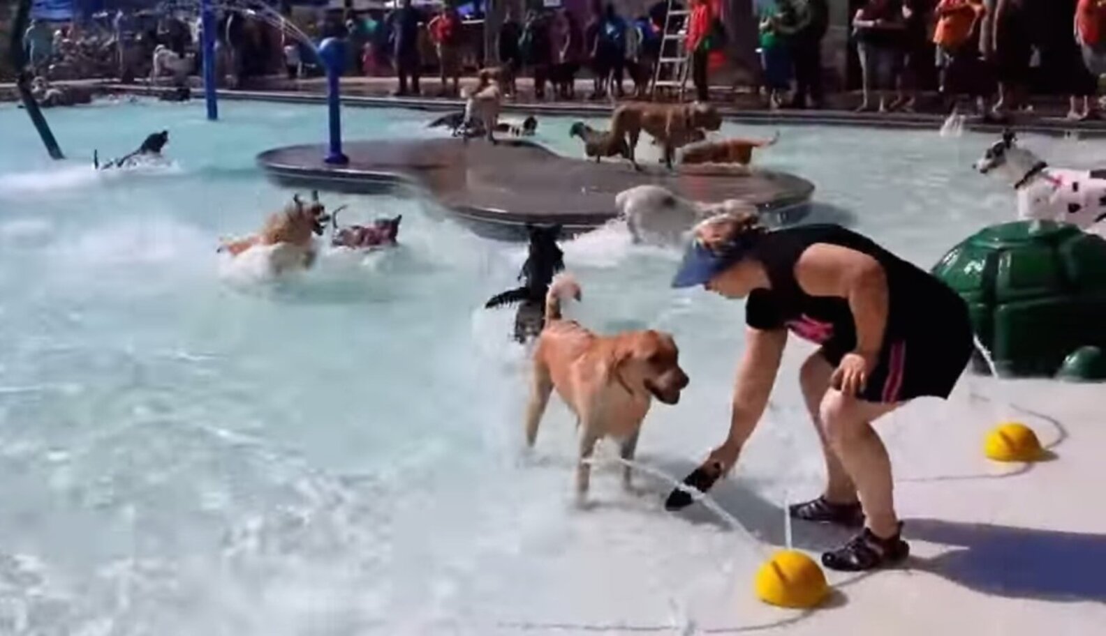 SplashFilled Puppy Pool Party Raises Money For Local Dog Park The Dodo