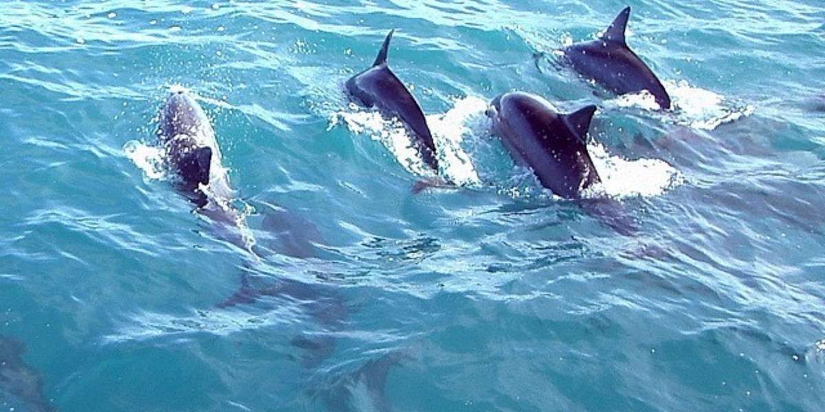 How To Stop This Year’s Brutal Dolphin Slaughter In Taiji - The Dodo