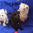 Three Puppies Dumped and Left for Dead Seek New Homes