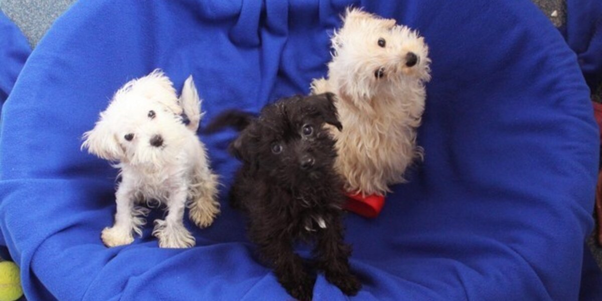 Three Puppies Dumped and Left for Dead Seek New Homes - The Dodo