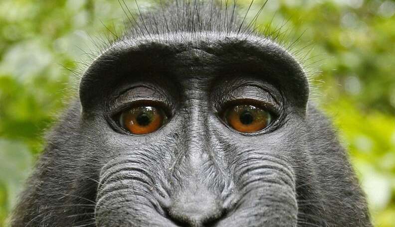 Monkey Selfie: Image Gallery (List View)