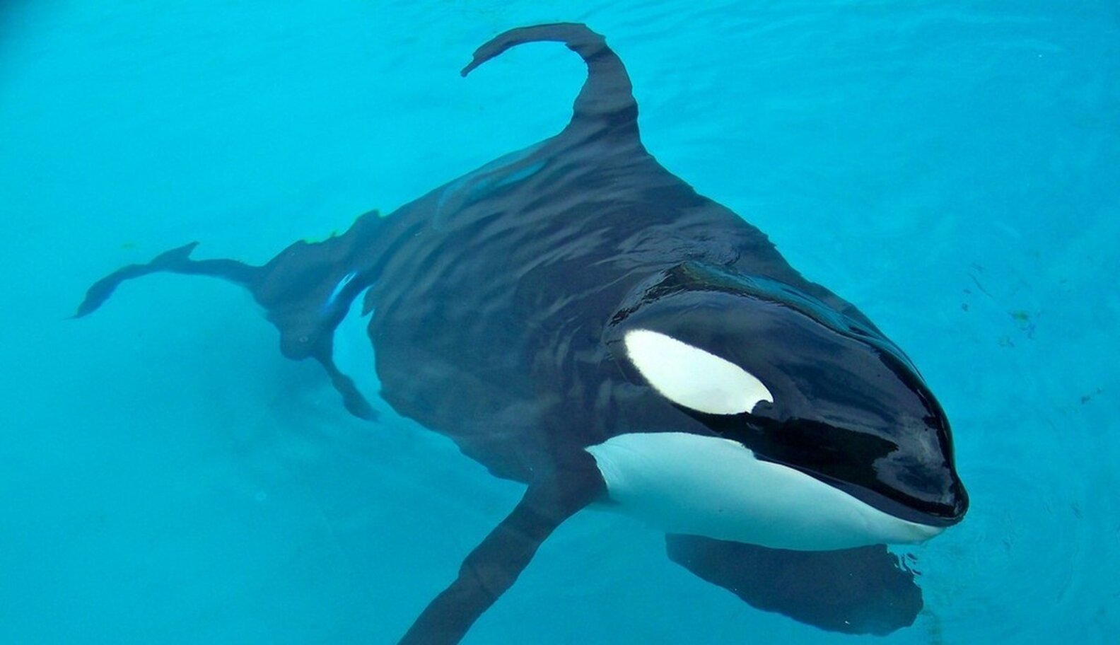 A Year After Blackfish, Tilikum The Orca Is Still Languishing In A Too ...