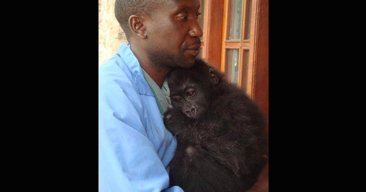 Baby Gorilla Clings To The Only Friend She Has Left In The World The Dodo