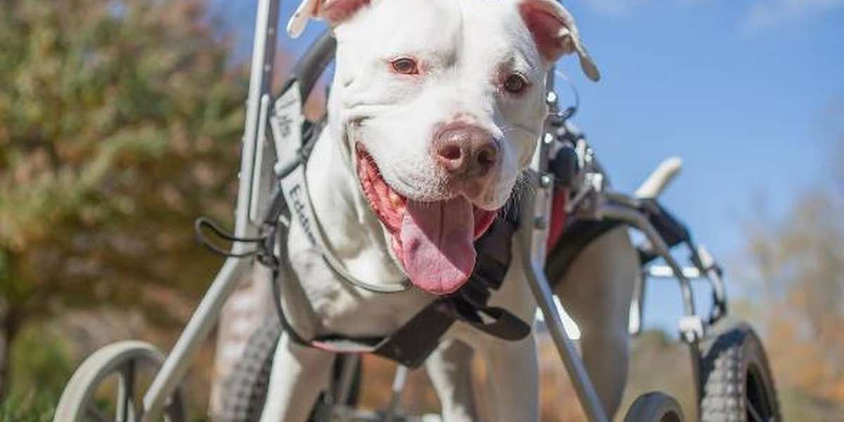 Dog Who Could Barely Walk Now Goes On Adventures Across The Country