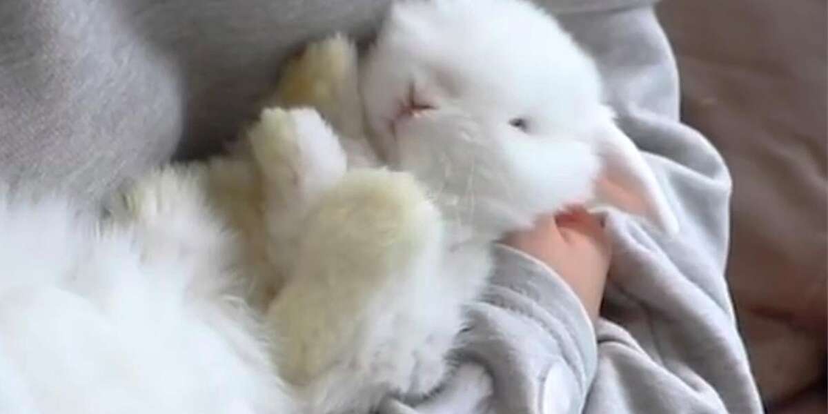 Here's Why You Shouldn't Lay Bunnies On Their Backs The Dodo