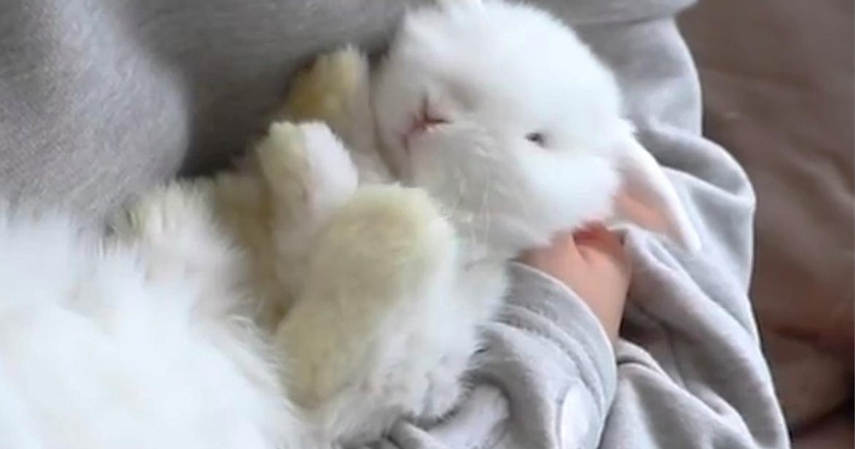 Heres Why You Shouldnt Lay Bunnies On Their Backs The Dodo