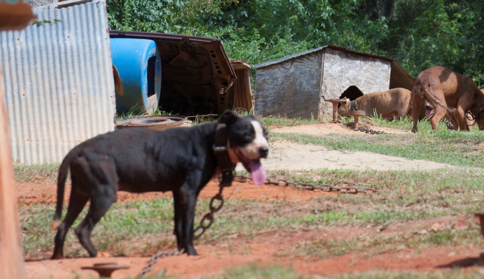 Shutting Down One Of The Biggest Dogfighting Rings Ever - The Dodo