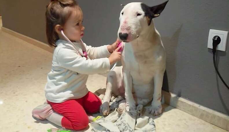 Bull terrier and sales baby