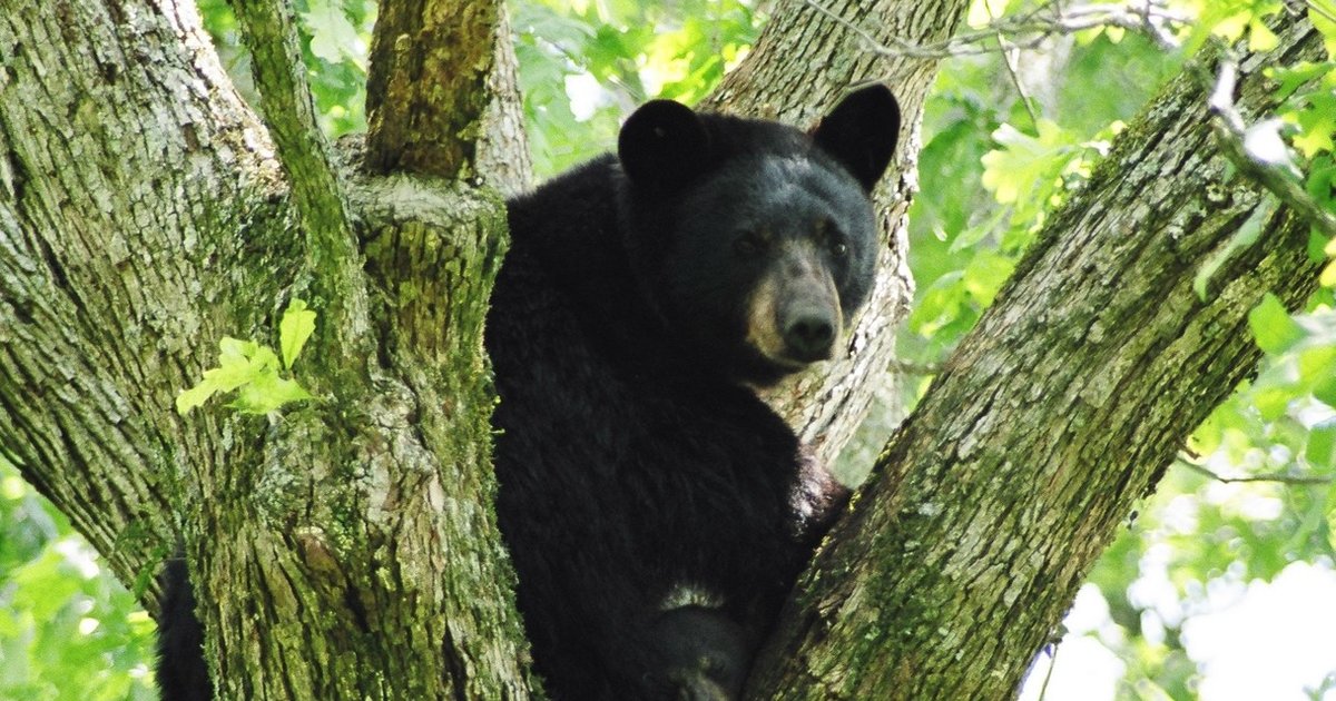 teddy bear real animal