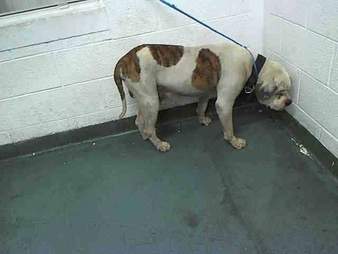 Here Are 7 Shelter Dogs Who Got Their Fairy Tale Endings The Dodo Here Are 7 Shelter Dogs Who Got Their Fairy Tale Endings The Dodo