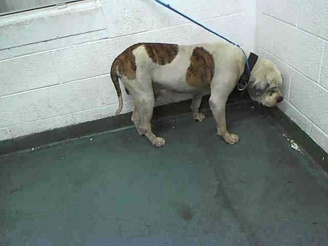 Here Are 7 Shelter Dogs Who Got Their Fairy Tale Endings The Dodo Here Are 7 Shelter Dogs Who Got Their Fairy Tale Endings The Dodo