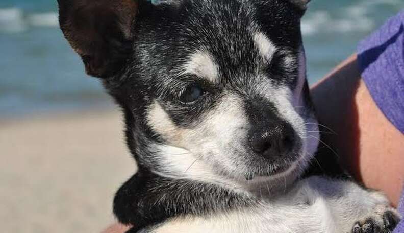 Here Are 7 Shelter Dogs Who Got Their Fairy Tale Endings The Dodo Here Are 7 Shelter Dogs Who Got Their Fairy Tale Endings The Dodo