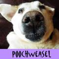 Photo of author poochweasel