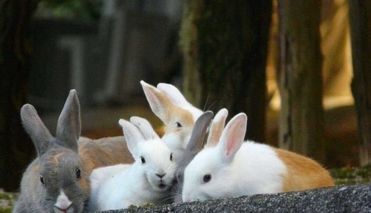 Asia Rabbits Japanese Island Bunnies _ Rabbit Island Japan – HRXXA