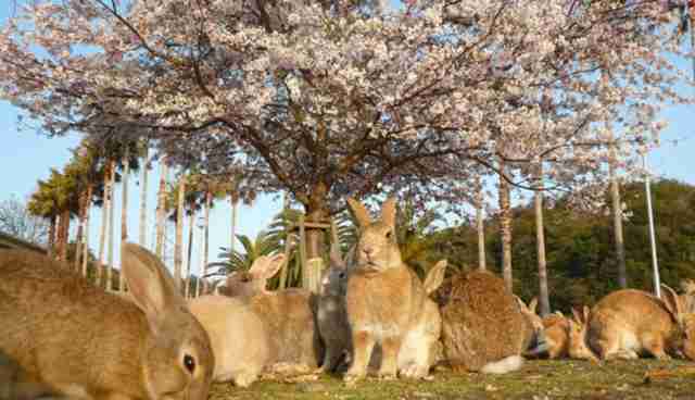 The Story Behind The Bunnies Of Japan's