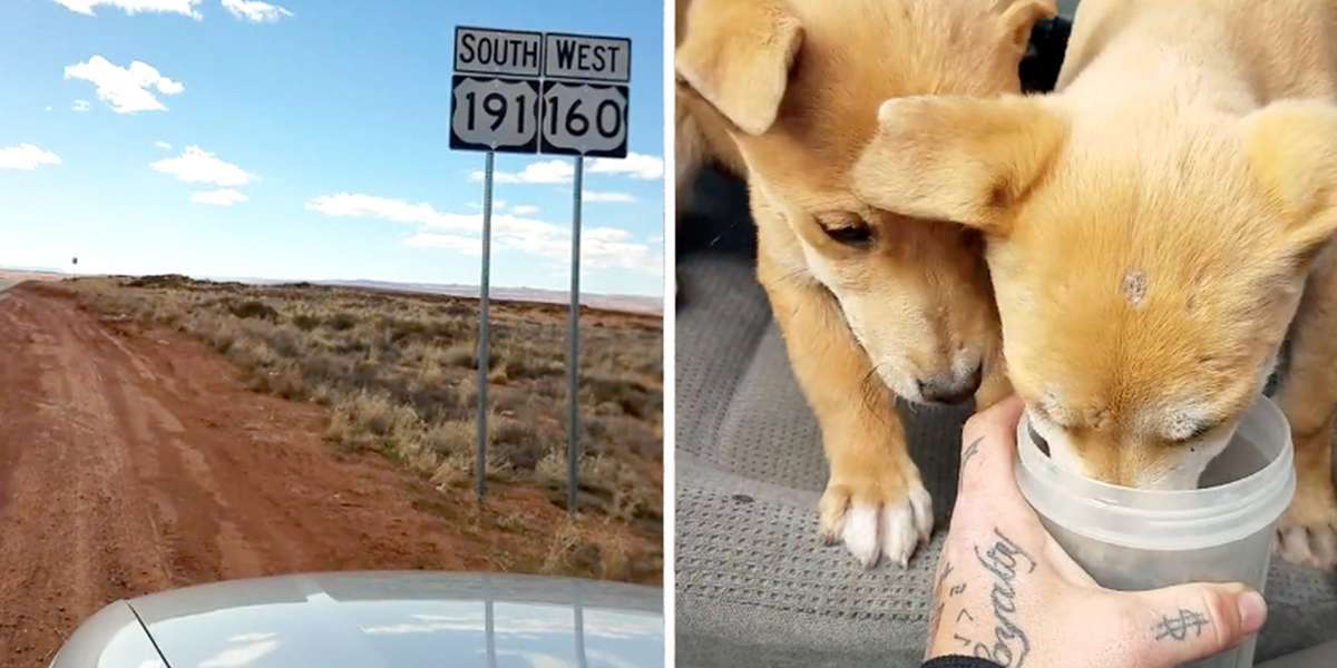Guys On Road Trip Find Puppies Dumped In The Middle Of Nowhere - The Dodo