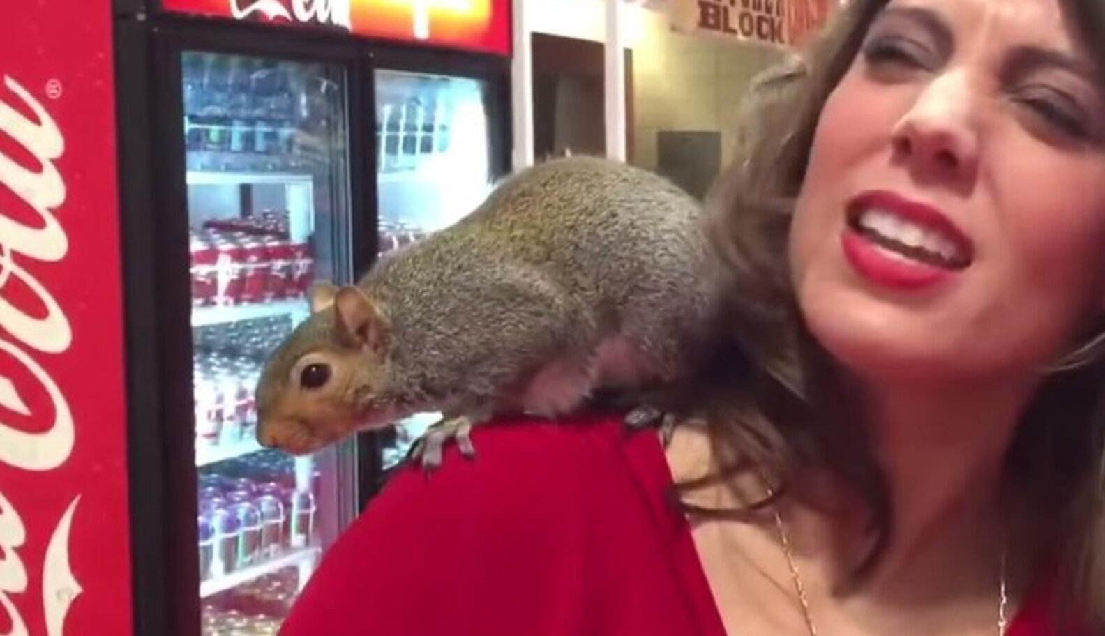 Hero Squirrel Pees On TV News Reporter - The Dodo