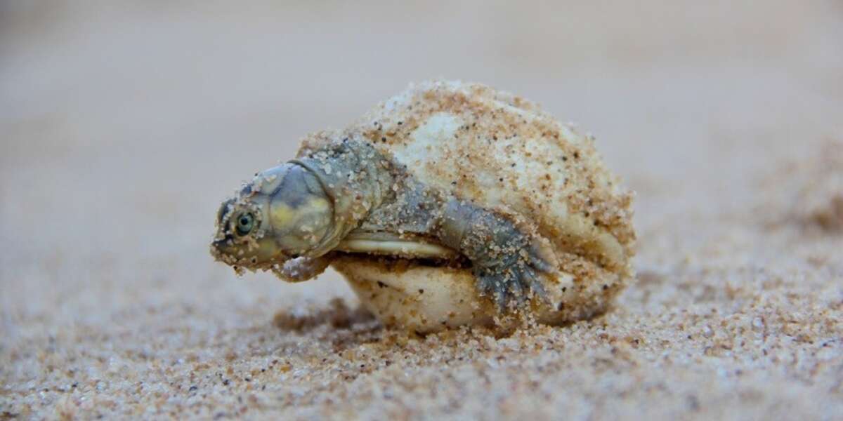 Over 200,000 Baby Turtles Born In Mass Hatching - The Dodo