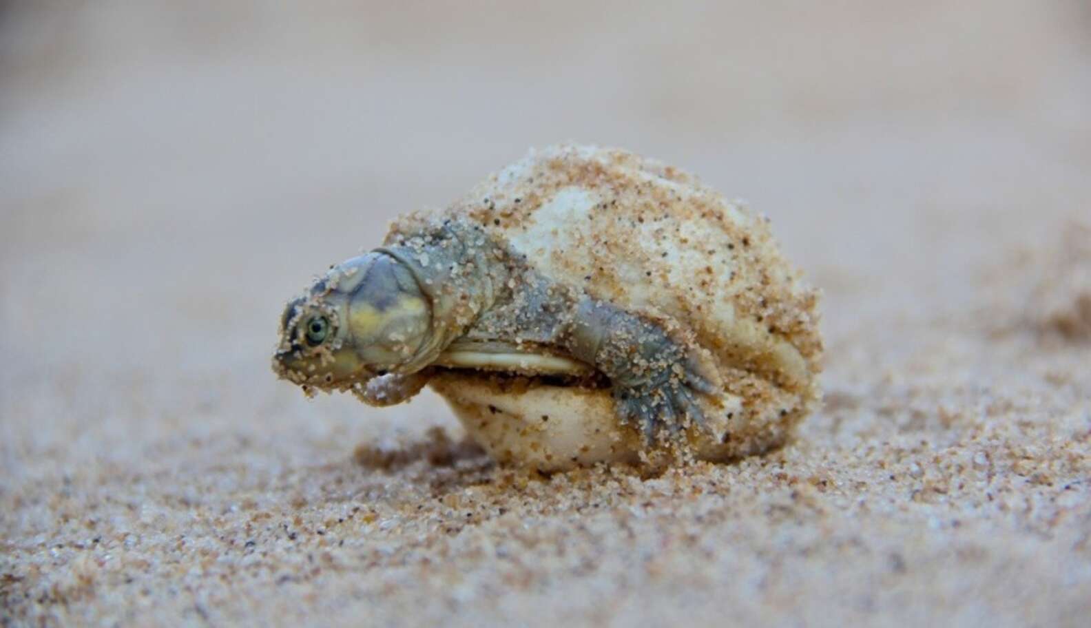 Over 200,000 Baby Turtles Born In Mass Hatching - The Dodo