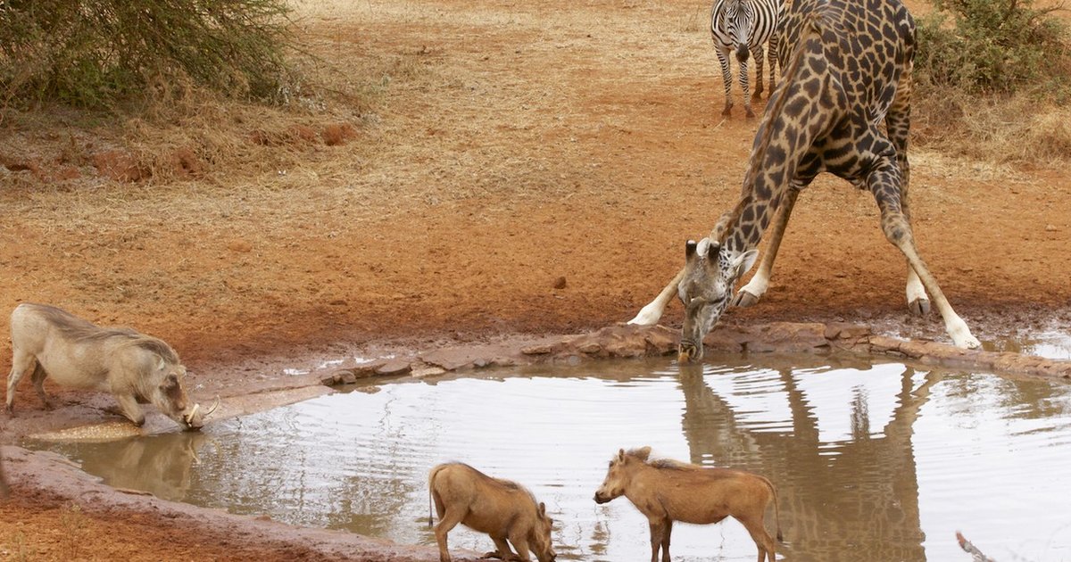 How Do Giraffes Drink Through Their Ridiculously Long Necks? - The Dodo