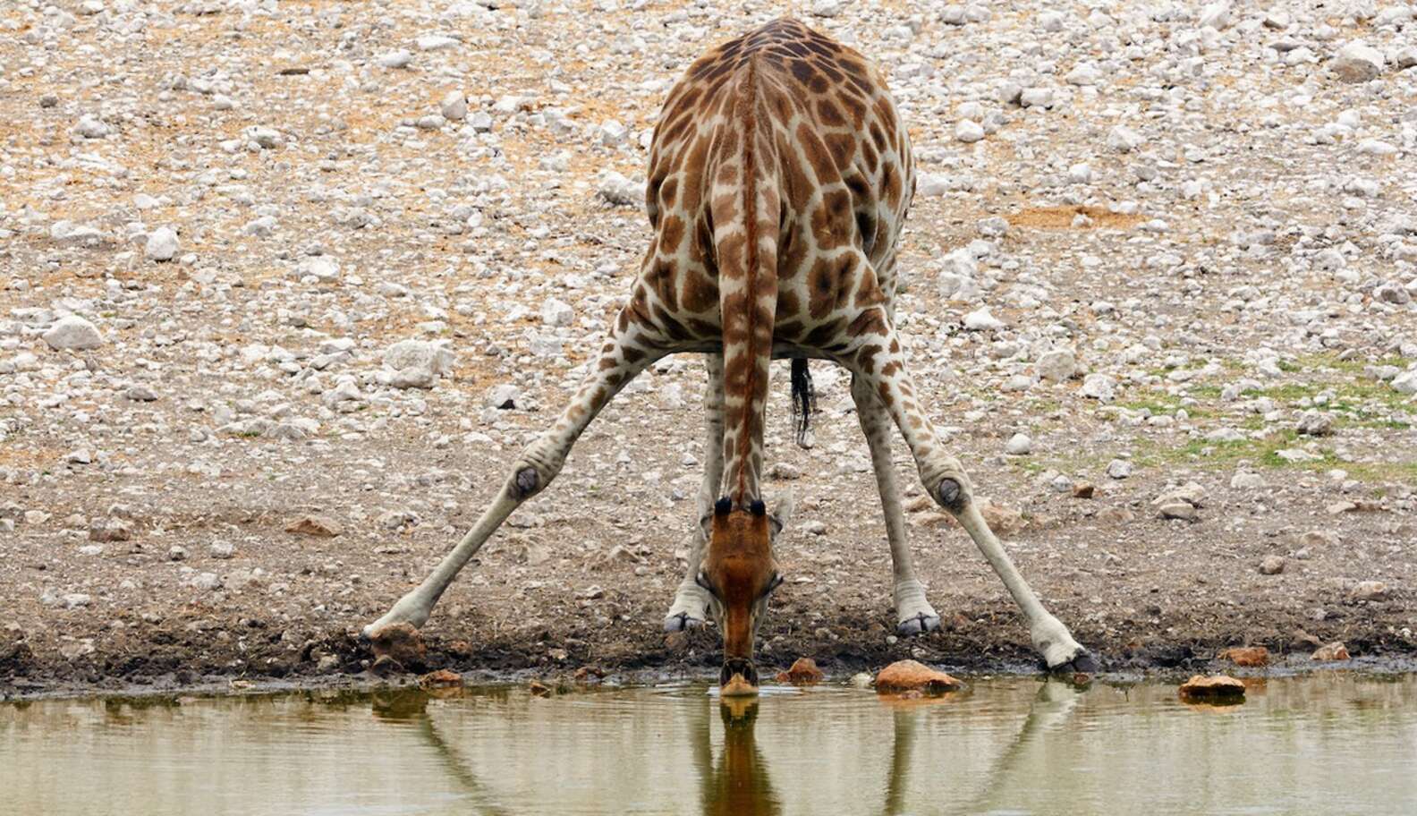 How Do Giraffes Drink Through Their Ridiculously Long Necks? - The Dodo