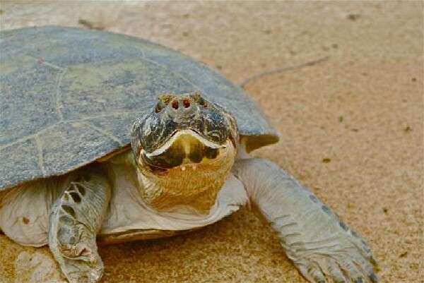 Over 200,000 Baby Turtles Born In Mass Hatching - The Dodo