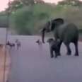 Elephant Mom Fights Off A Pack Of Wild Dogs To Protect Her Baby