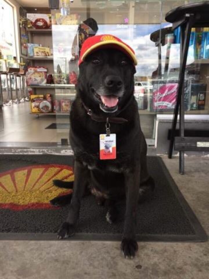 Abandoned Dog Gets Job At Gas Station The Dodo