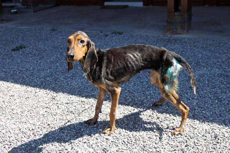 Greek Hunting Dogs - An Open Wound in Animal Welfare - The Dodo