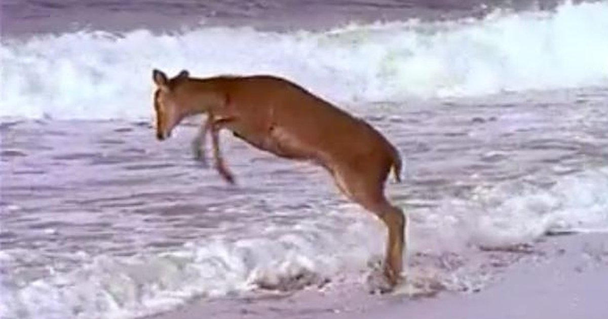 Ecstatic Deer Can't Contain Happiness At Ocean Waves The Dodo