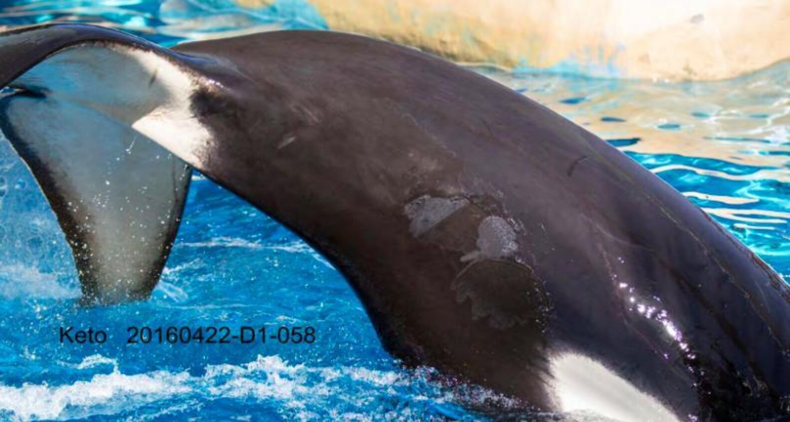 SeaWorld's Orcas Are Covered In Bite Marks From Bullying The Dodo