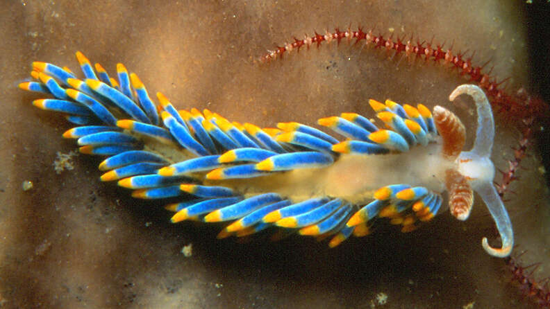No Spine Required: 6 Gorgeous Invertebrates Under The Sea - Fellows - The  Dodo