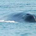 Endangered blue whales trapped in Lembata Bay