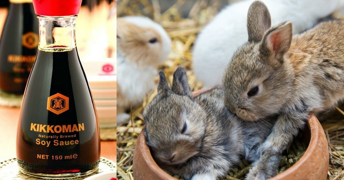 Popular Soy Sauce Brand Tortures Animals [UPDATED] The Dodo